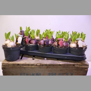 Hyacin Pear Gem 3 Kl