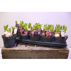 arr8 Hyacin Pear Gem 3 Kl