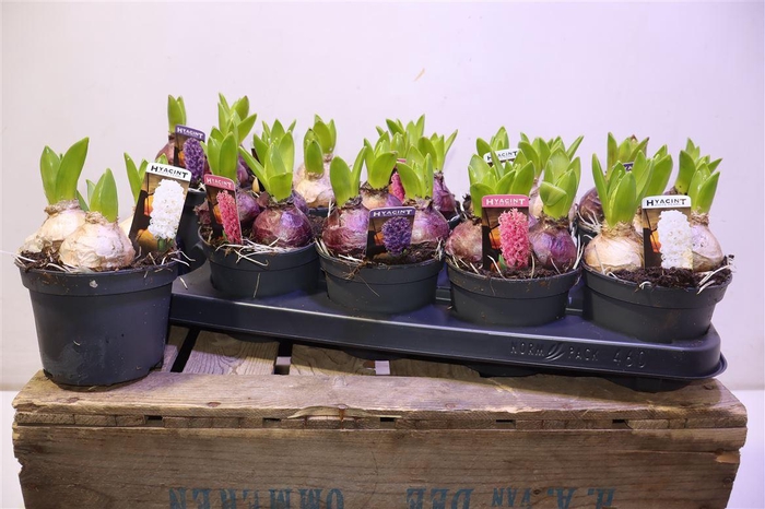 <h4>Hyacin Pear Gem 3 Kl</h4>