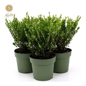 Ilex crenata 'Jenny'® P17