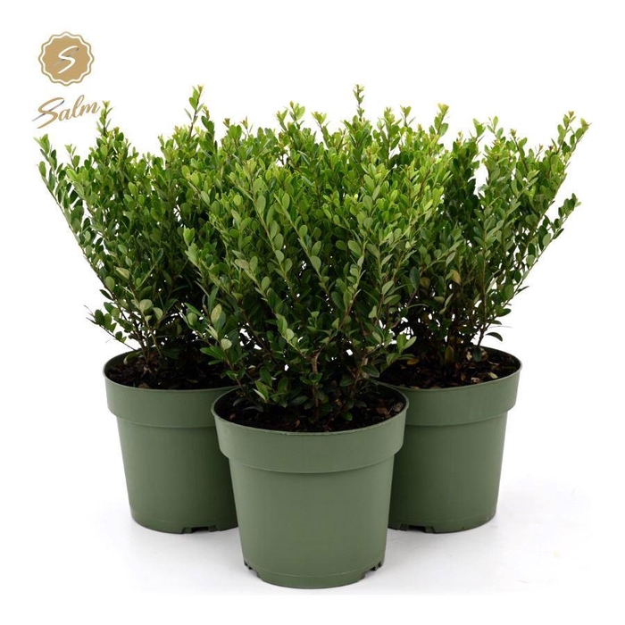 <h4>Ilex crenata 'Jenny'® P17</h4>