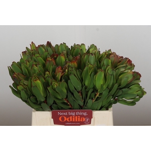 Leucadendron Laurel Yellow