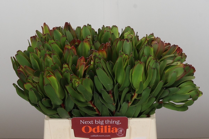 <h4>Leucadendron Laurel Yellow</h4>