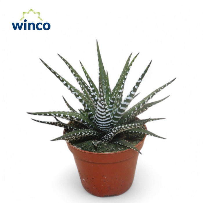 Haworthia Fasciata Big Band