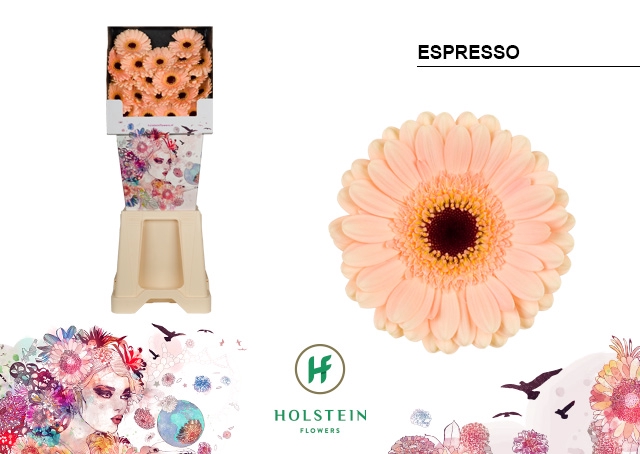 <h4>GE MI Espresso diamond x80</h4>