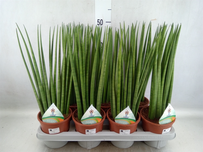 <h4>Sansevieria cyl.  ...</h4>