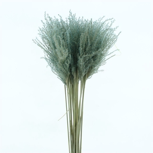 Dried Stipa Feather Light Blue