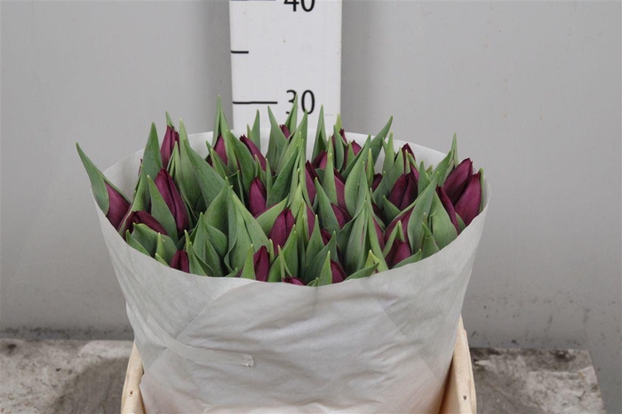 <h4>Tu En Purple Lady</h4>