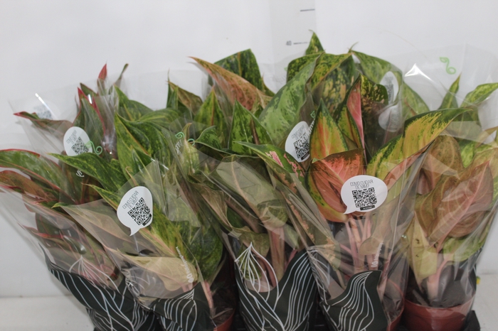 <h4>AGLAONEMA VARIADA P12</h4>