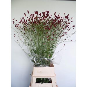 Sanguisorba officinalis