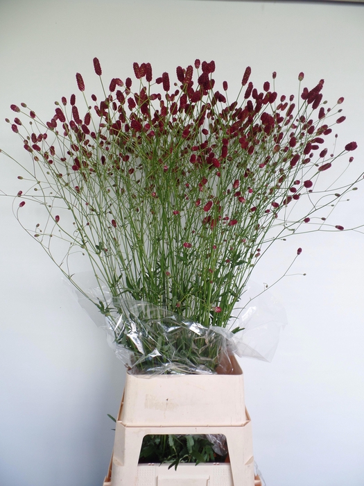 <h4>Sanguisorba officinalis</h4>