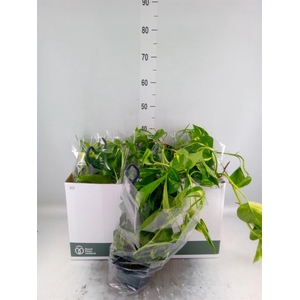 Epipremnum pinn.   HG