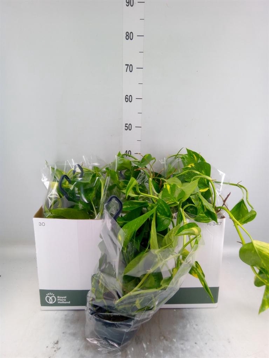 <h4>Epipremnum pinn. HG</h4>