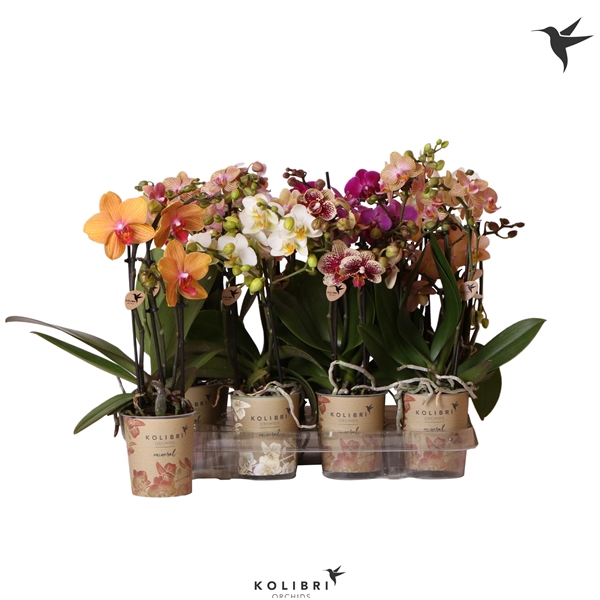 <h4>Kolibri Orchids Phalaenopsis Mix 3 spike</h4>