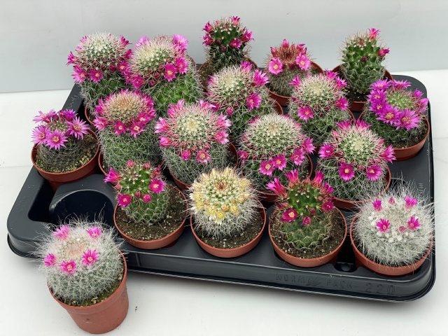 <h4>CACTUS BLOEIEND</h4>