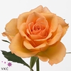 R Gr Sunmaster