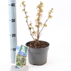 sorbifolia Sem
