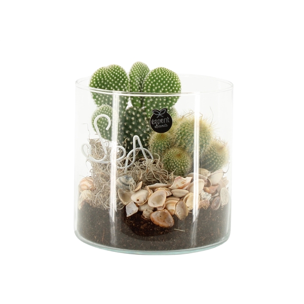 <h4>Arrangementen kamerplanten 6%</h4>
