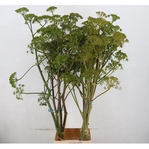 FOENICULUM VULGARE