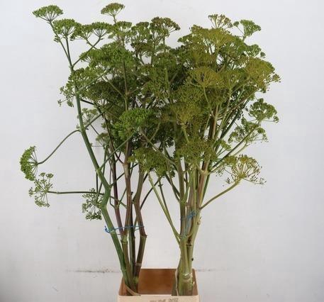 <h4>FOENICULUM VULGARE</h4>