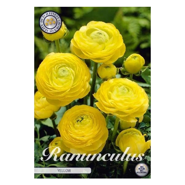 <h4>Ranunculus Asiaticus Yellow x10 6/7</h4>