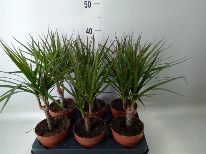 <h4>Dracaena marg.</h4>