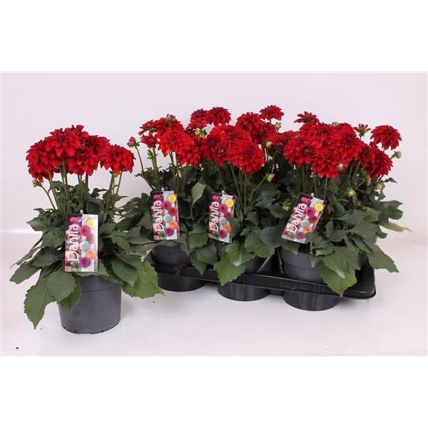 <h4>Dahlia Decor Grp Labella Grande Red</h4>