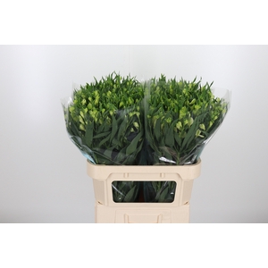 Alstroemeria White Pearls 90 Gram