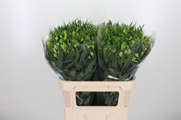 <h4>Alstroemeria White Pearls 90 Gram</h4>