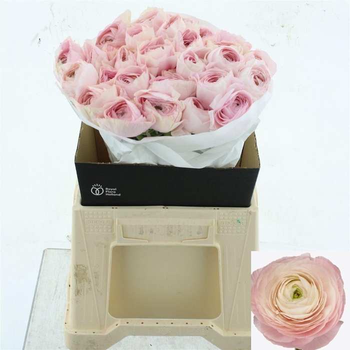 <h4>RAN SU HANOI</h4>