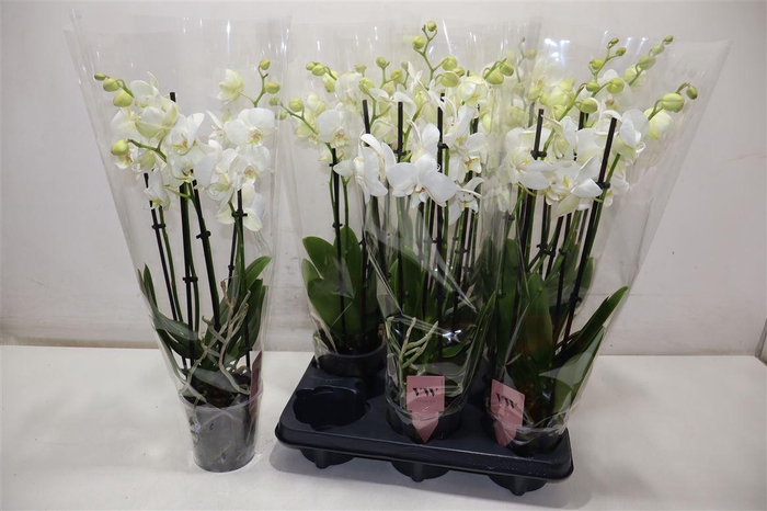 <h4>Phal An Inverness</h4>