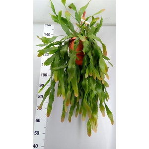 Lepismium houlletianum