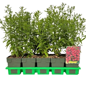 Aster Jenny