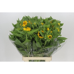 Helianthus Vincent's Choice