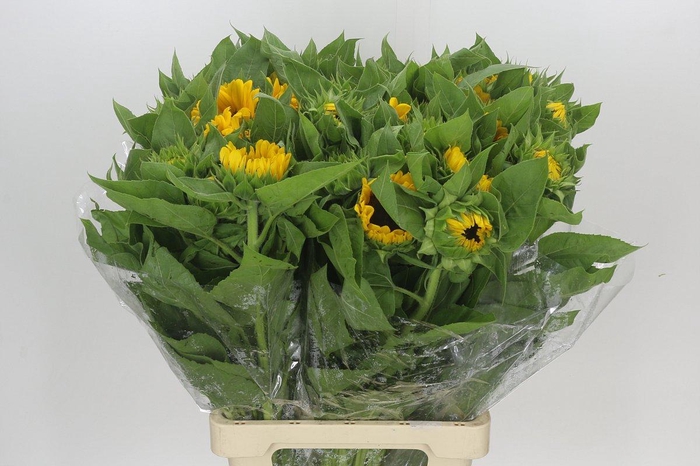 <h4>Helianthus Vincent's Choice</h4>