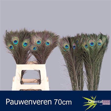 <h4>Pauwenveren H%</h4>