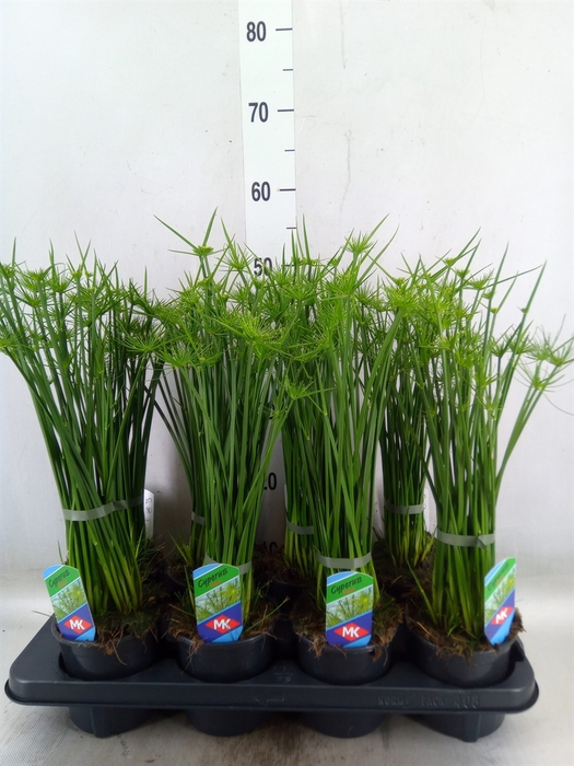 <h4>Cyperus haspan</h4>