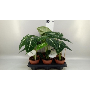 Alocasia   ...