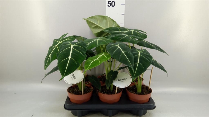 <h4>Alocasia   ...</h4>