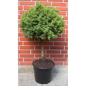 PICEA GLAUCA p32 stam 50 cm bol