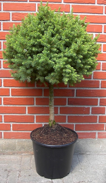 <h4>PICEA GLAUCA p32 stam 50 cm bol</h4>