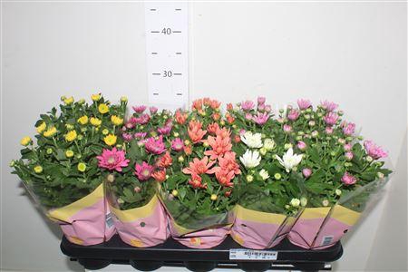 <h4>Chrys Gevuldbl Gem</h4>