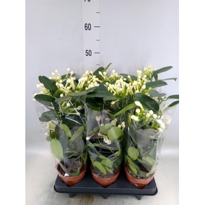 Stephanotis floribunda   ...