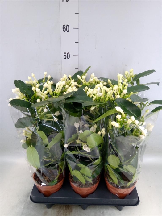 <h4>Stephanotis floribunda   ...</h4>