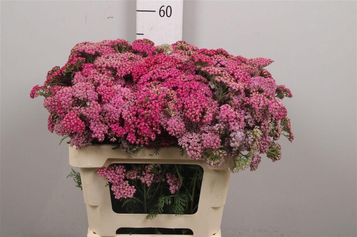 Achil M Mcl Purple