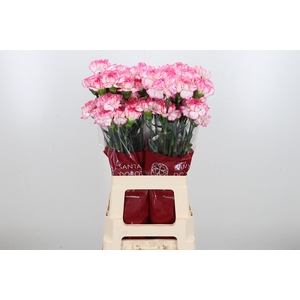 Di St Spritz Blanco Rosa