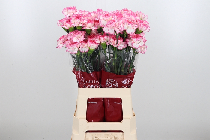 <h4>Di St Spritz Blanco Rosa</h4>