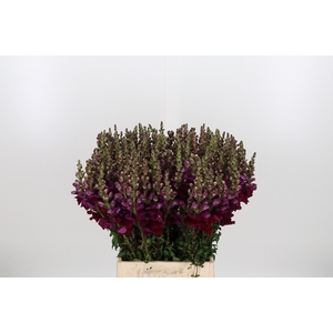 Antirrhinum Po Red