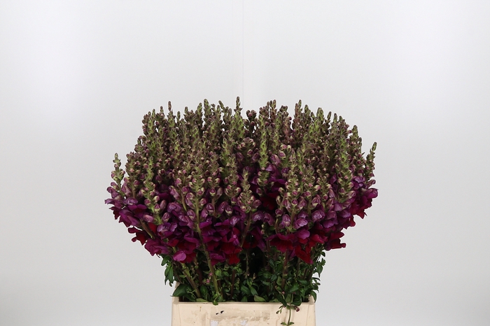 <h4>Antirrhinum Po Red</h4>