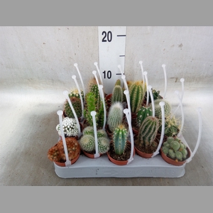 Cactus   ...mix